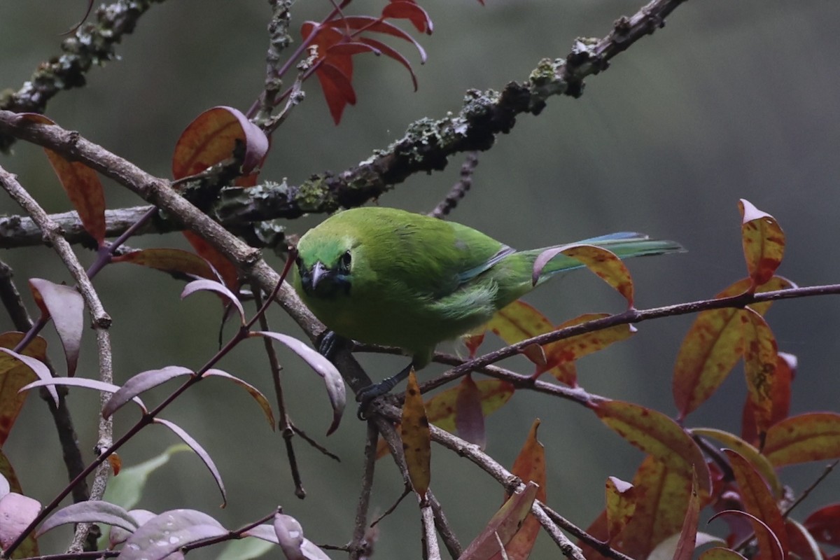 Javan Leafbird - ML632346238