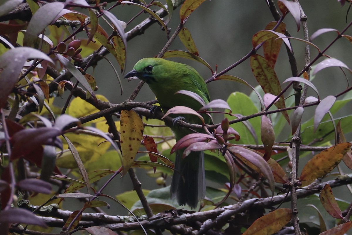Javan Leafbird - ML632346240