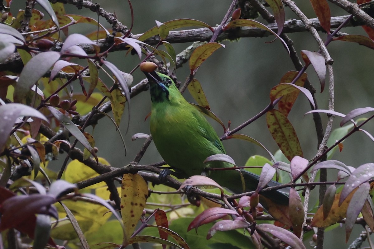 Javan Leafbird - ML632346242