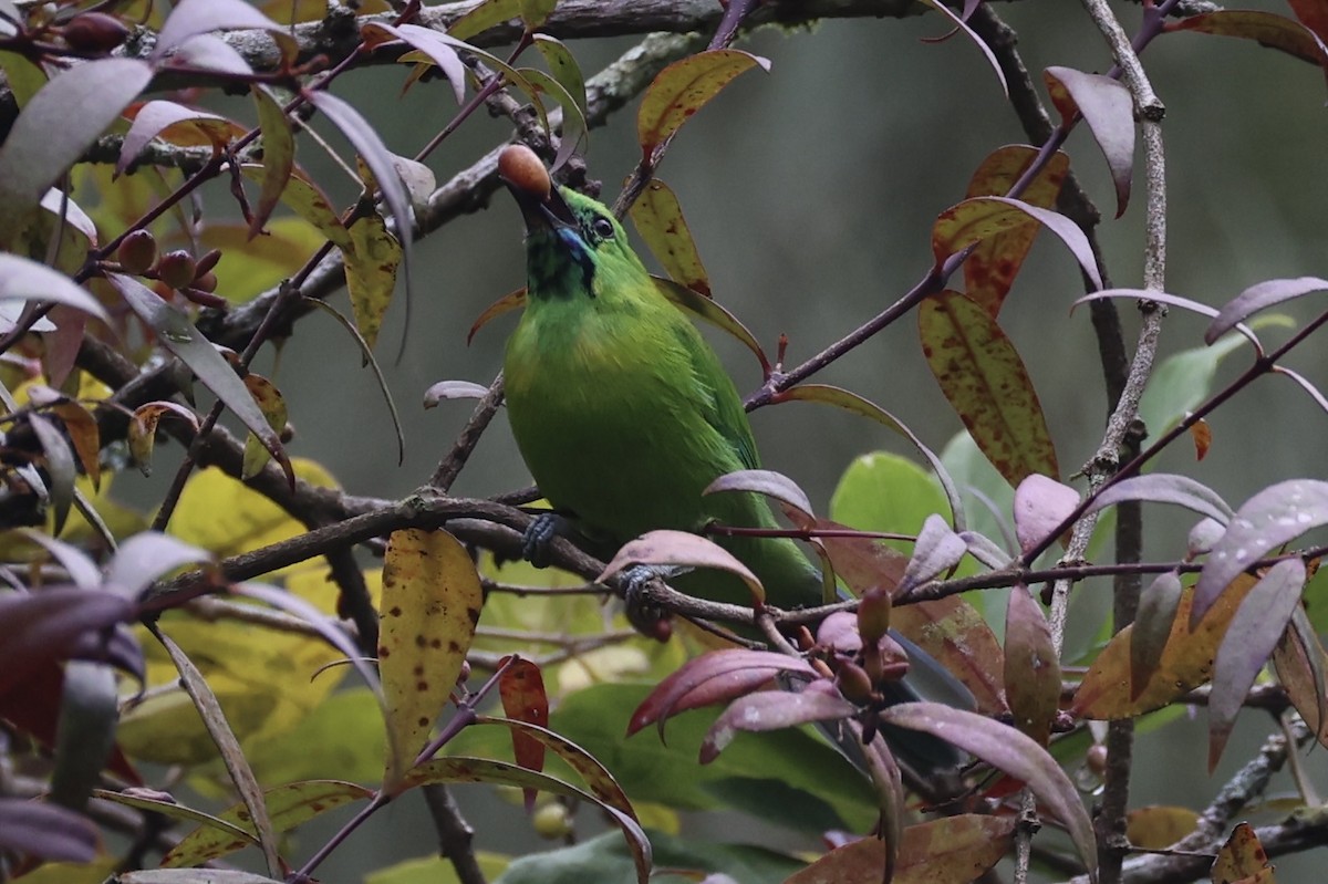 Javan Leafbird - ML632346243