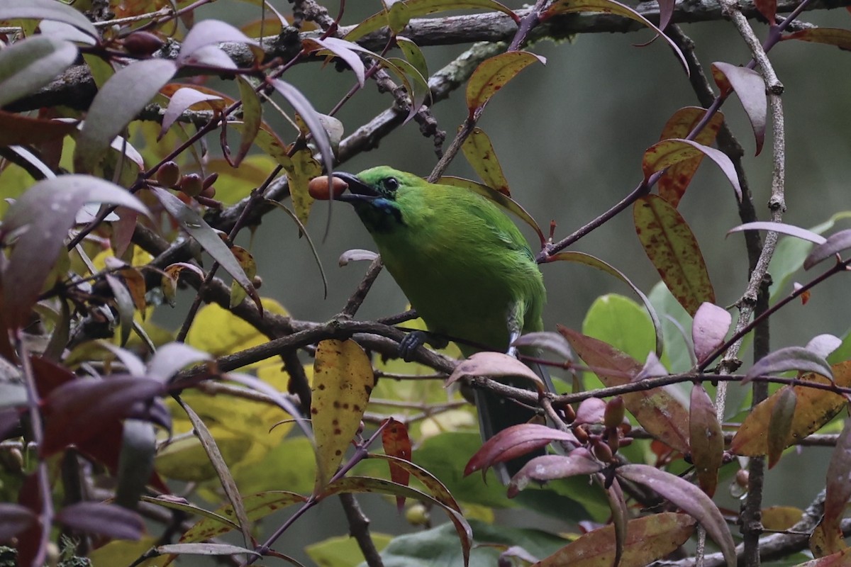 Javan Leafbird - ML632346244