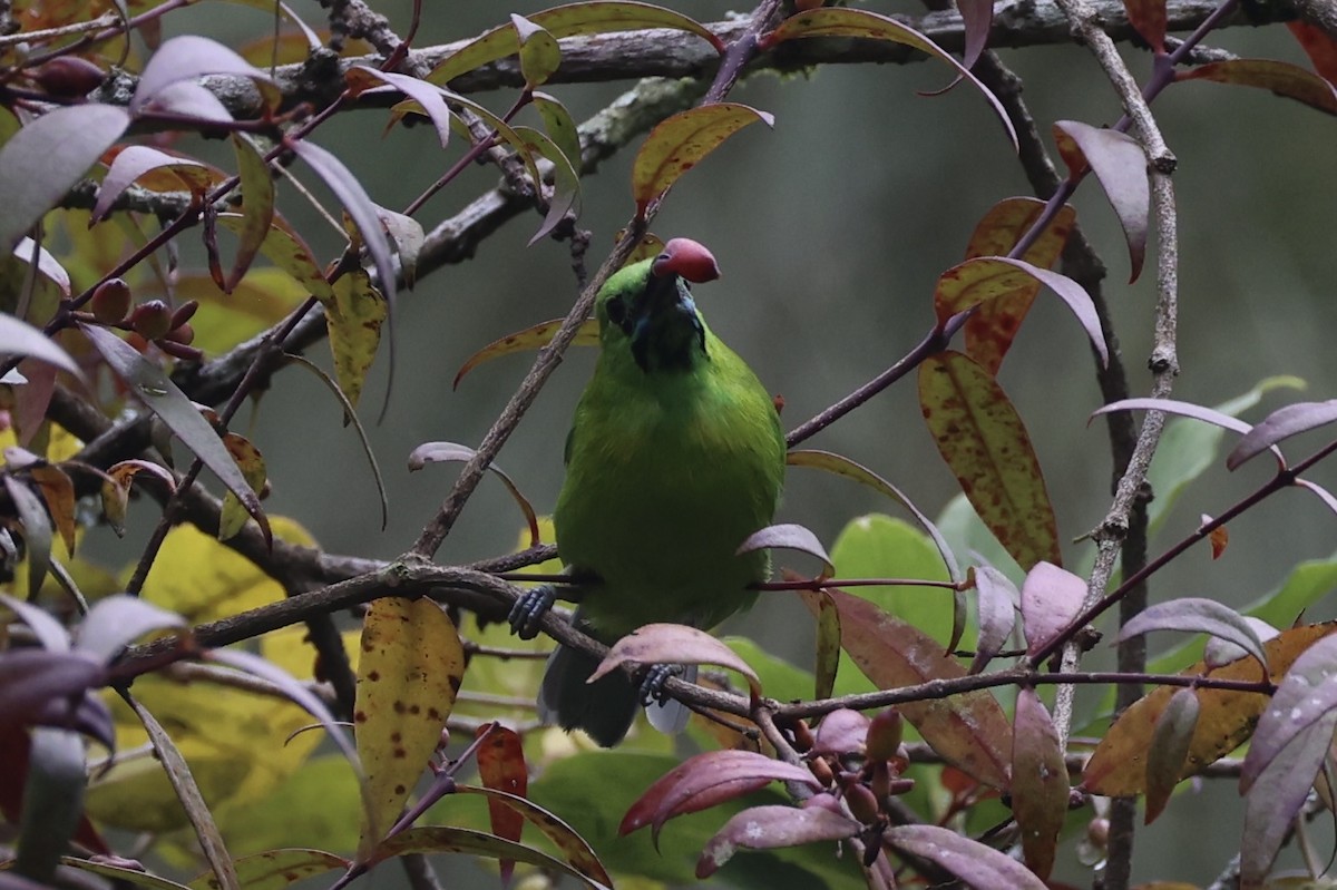Javan Leafbird - ML632346245