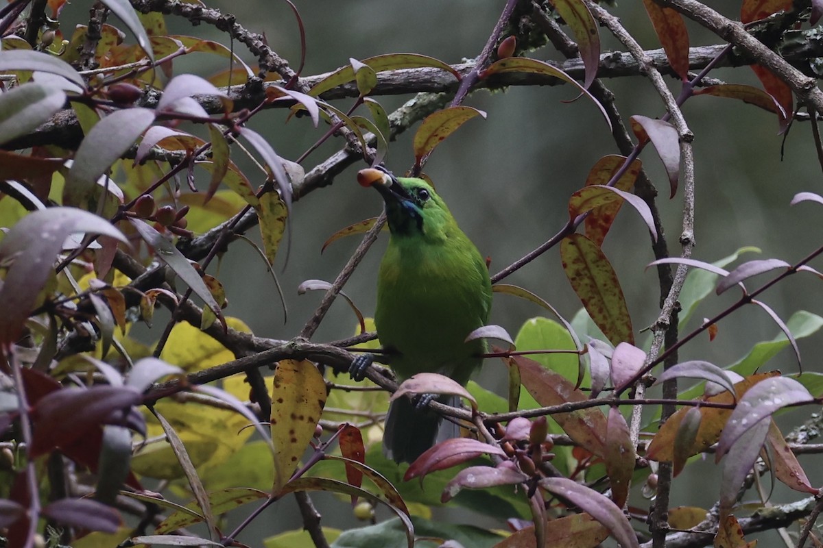 Javan Leafbird - ML632346246