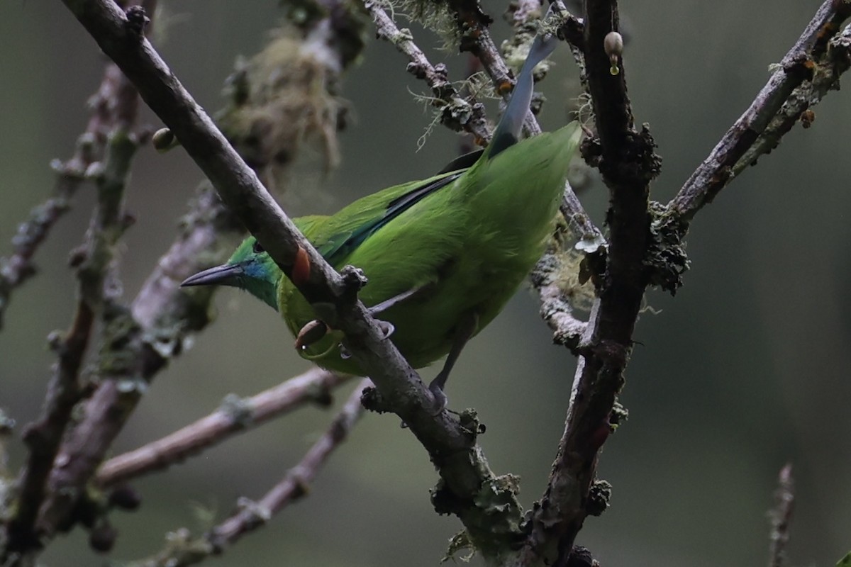 Javan Leafbird - ML632346247