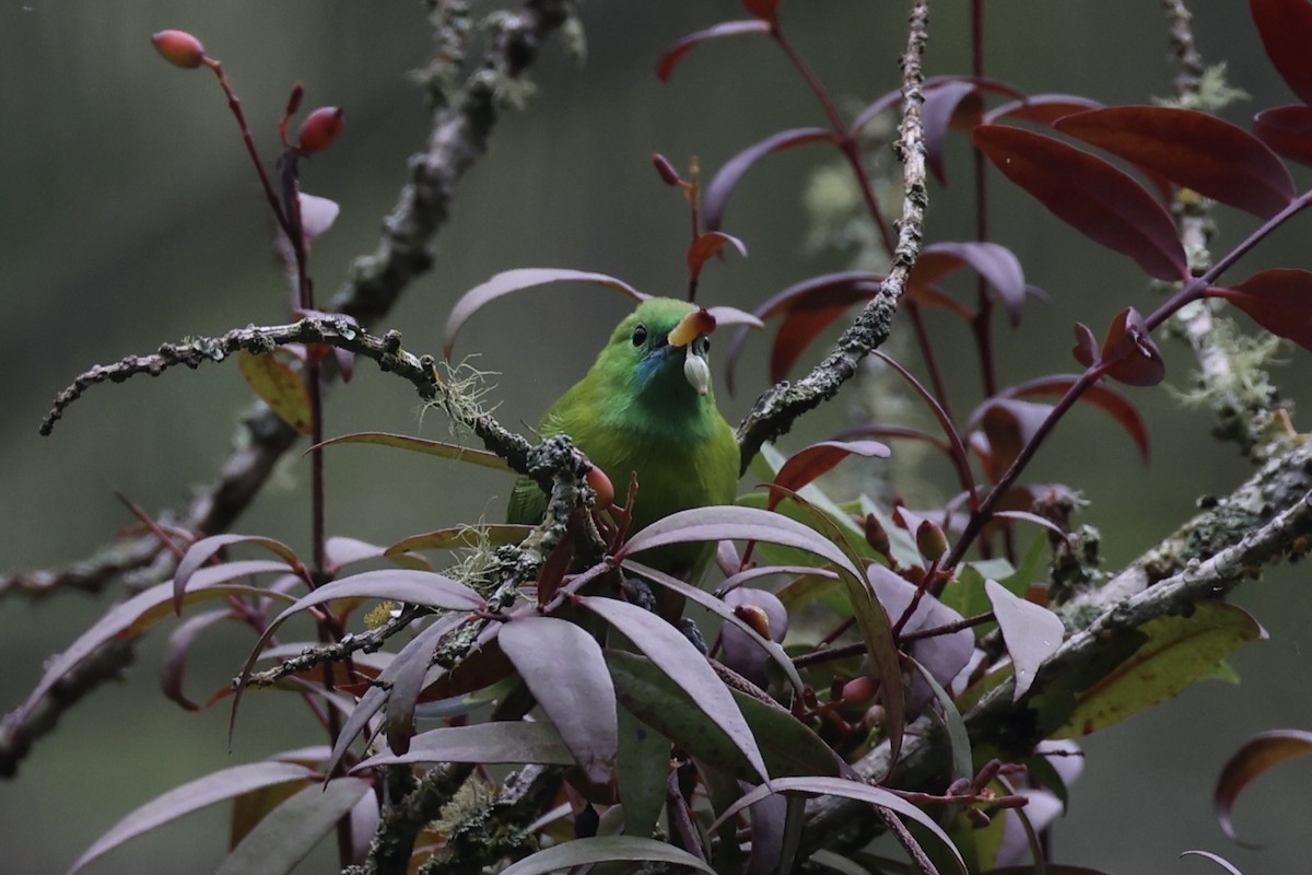 Javan Leafbird - ML632346248