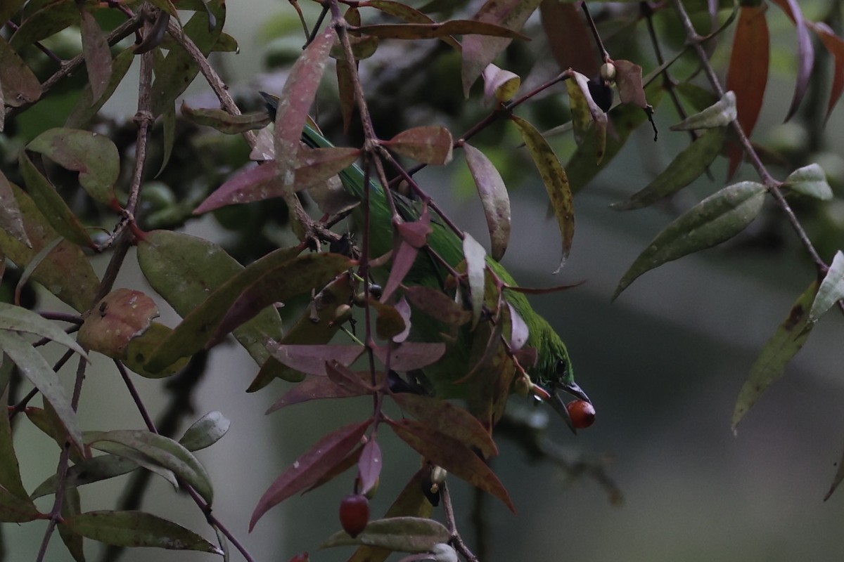 Javan Leafbird - ML632346249