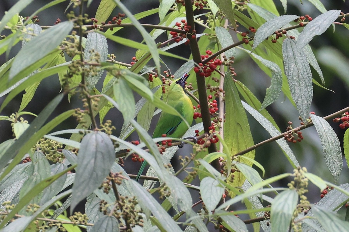 Javan Leafbird - ML632346250