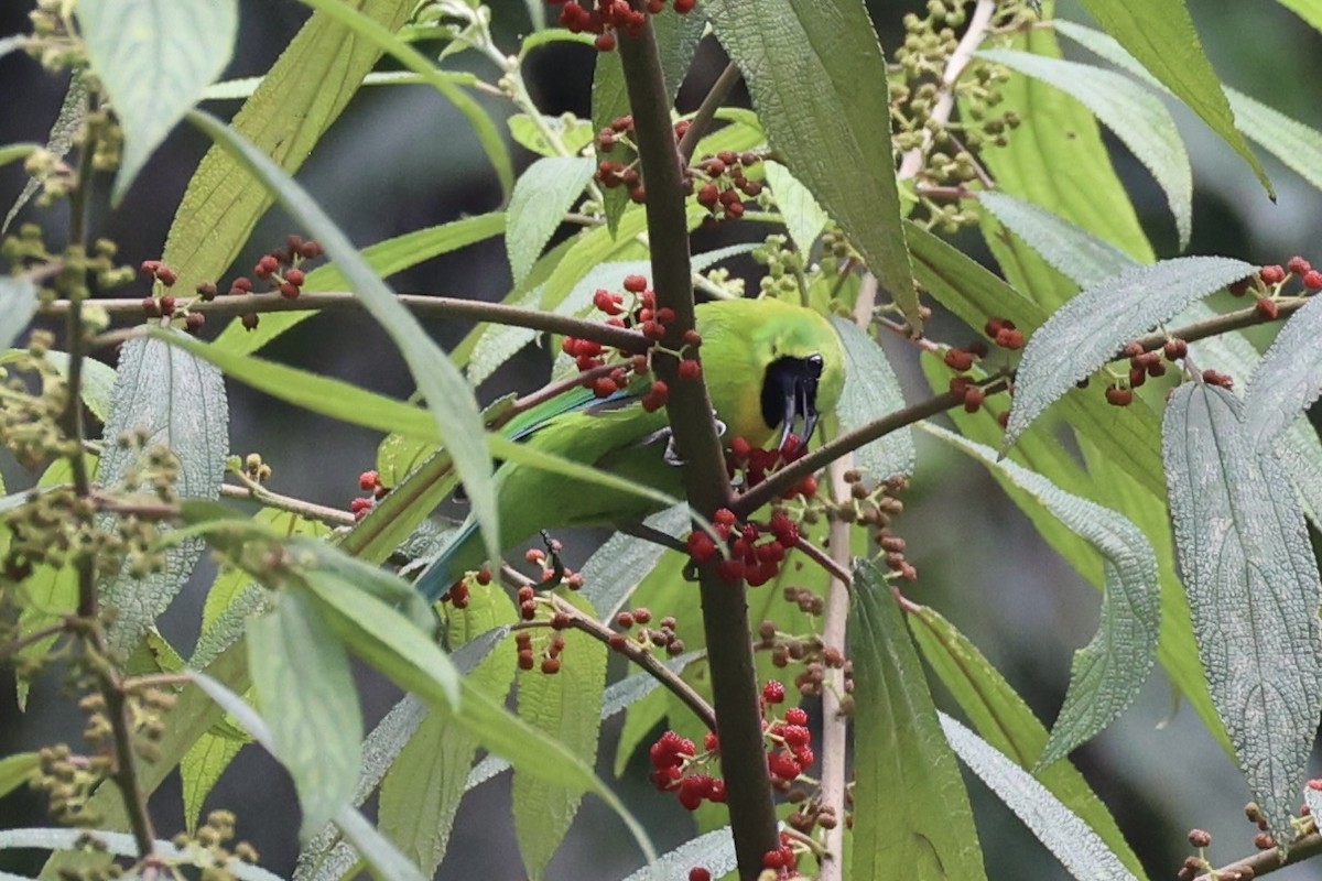 Javan Leafbird - ML632346251