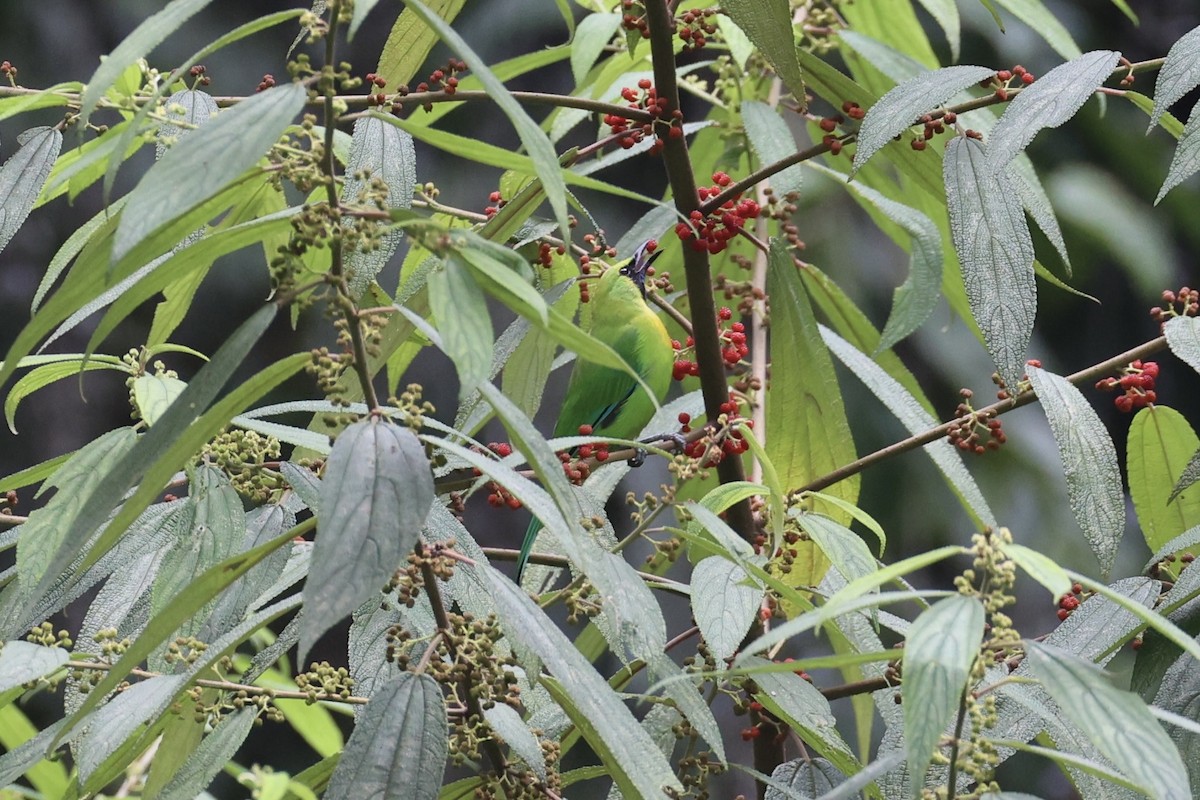 Javan Leafbird - ML632346252