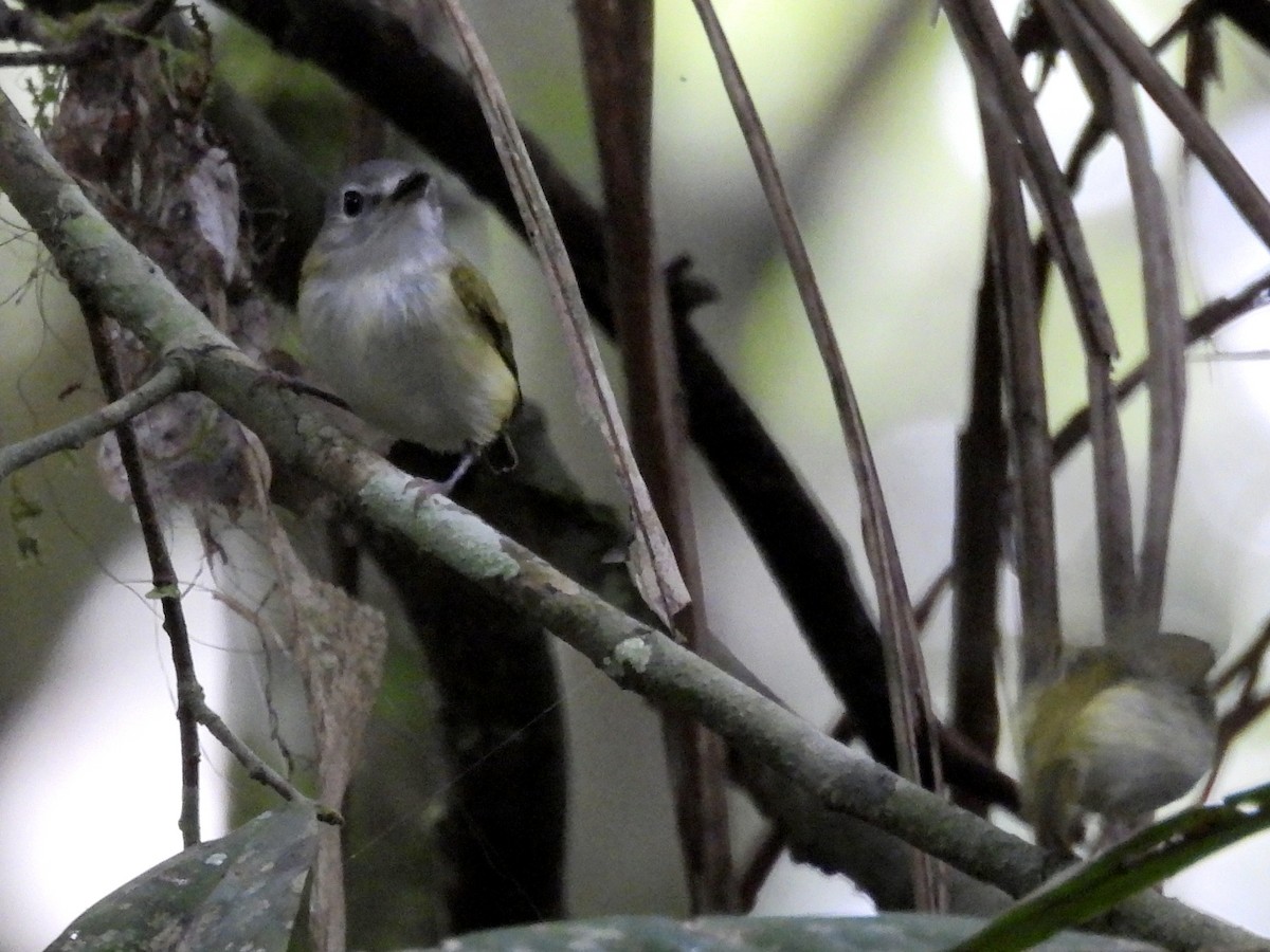Short-tailed Pygmy-Tyrant - ML632346323
