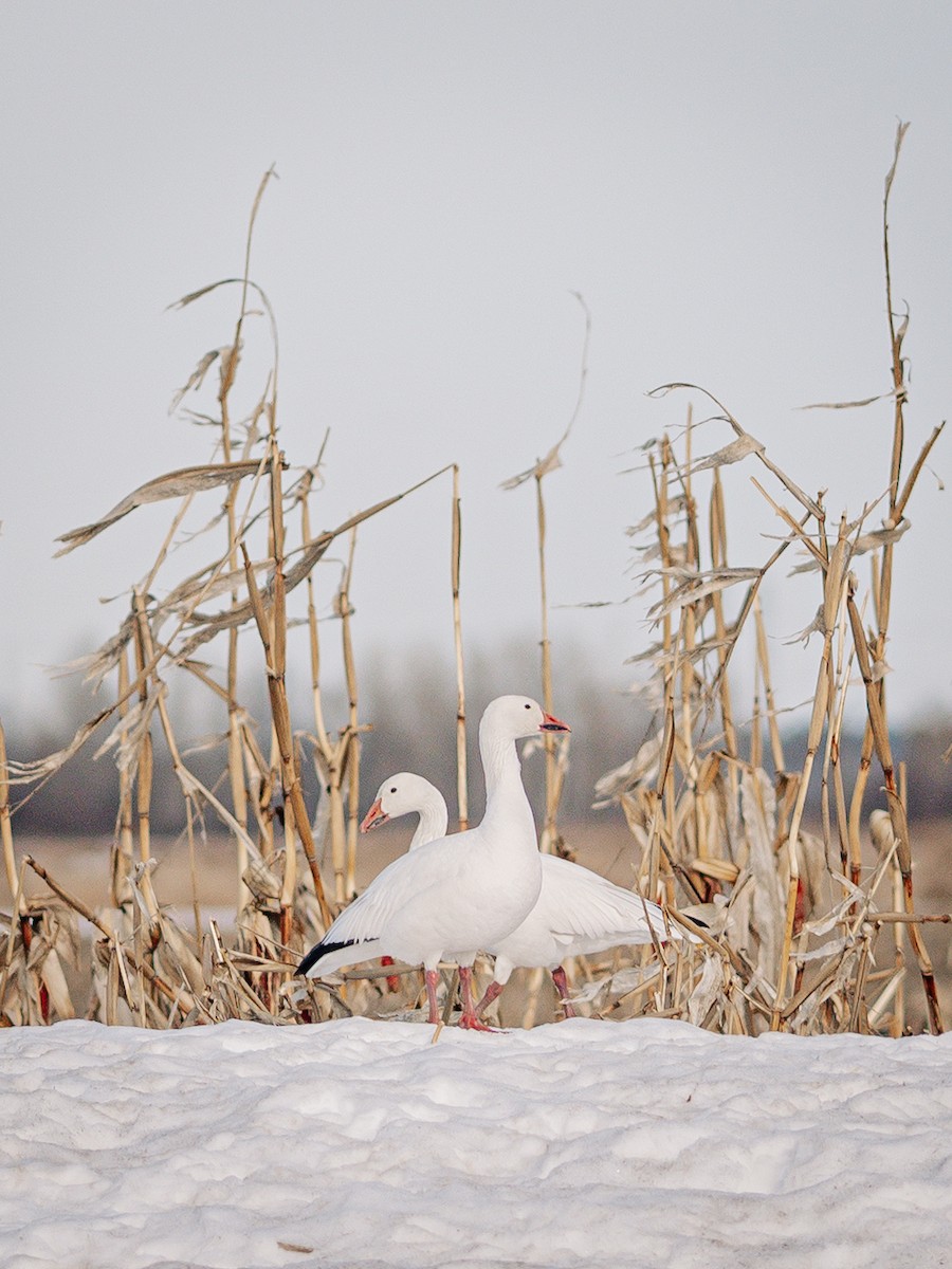 Snow Goose - ML632346373