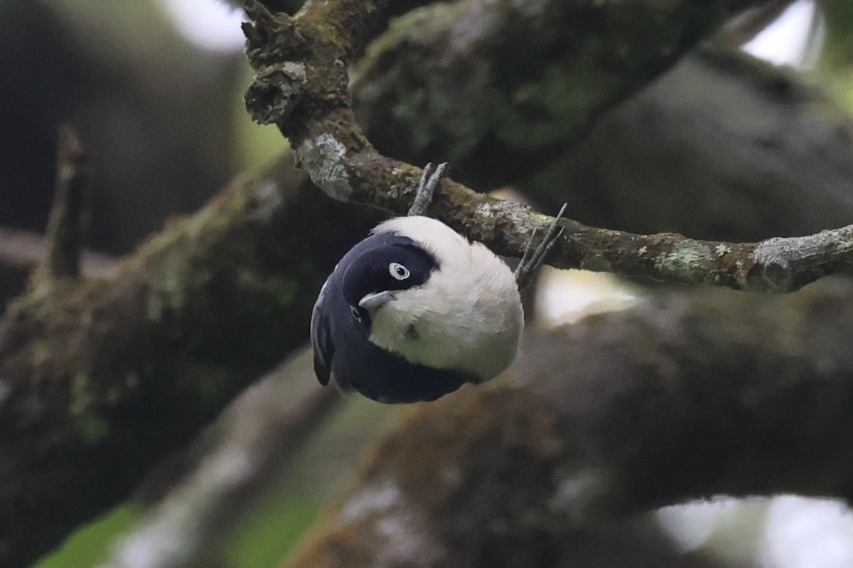 Blue Nuthatch - ML632346458