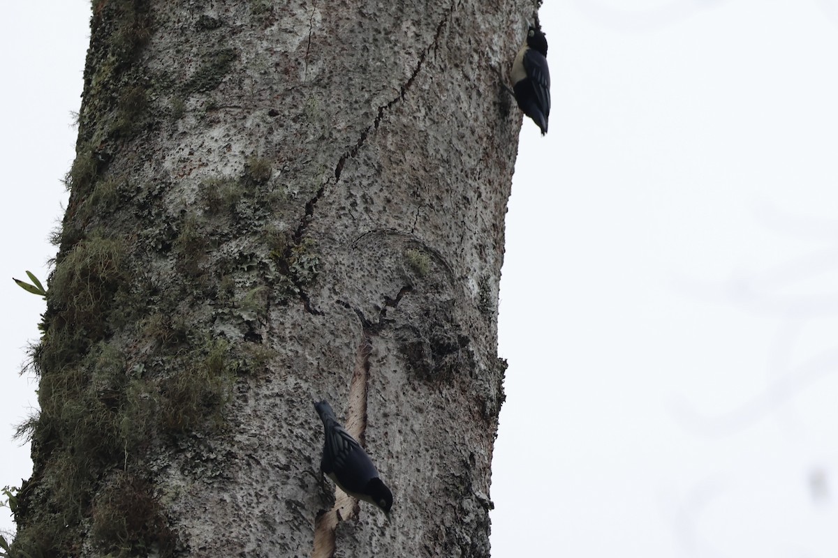 Blue Nuthatch - ML632346471