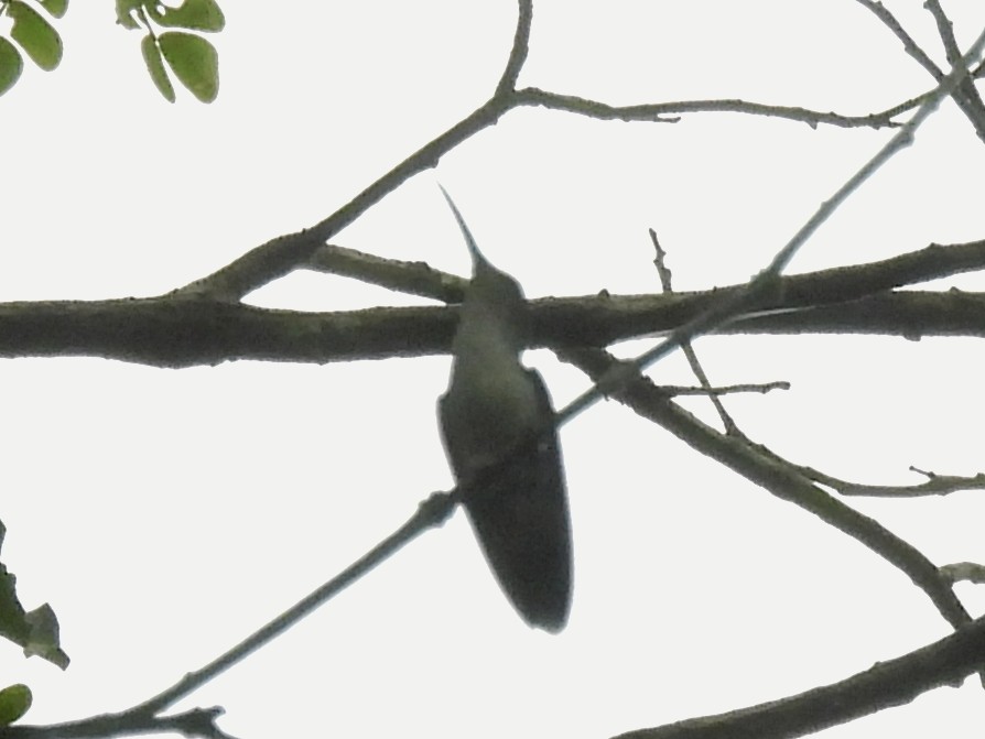 Fork-tailed Woodnymph - ML632346472