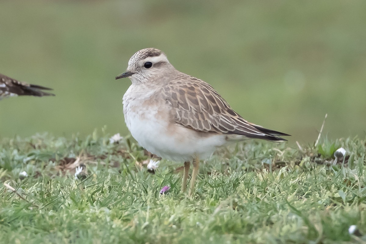 Eurasian Dotterel - ML632346475