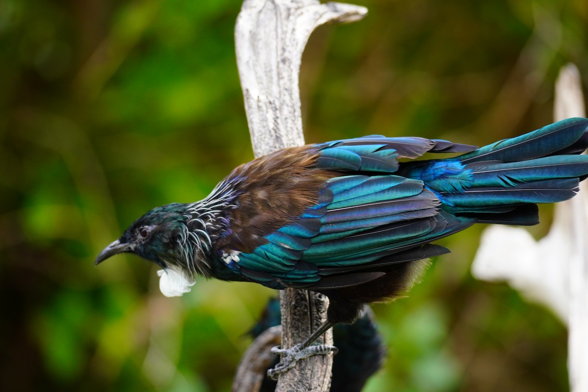 Tui - ML632346476