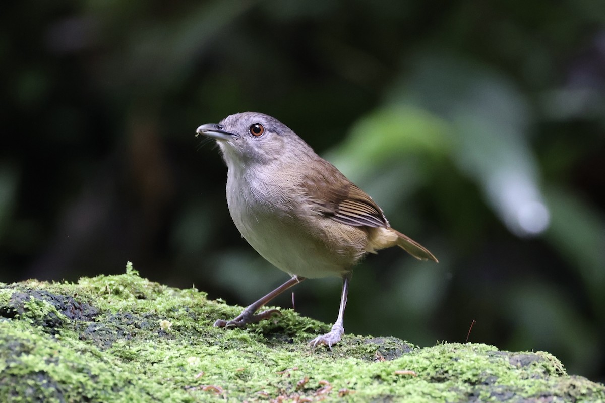 Horsfield's Babbler - ML632346477