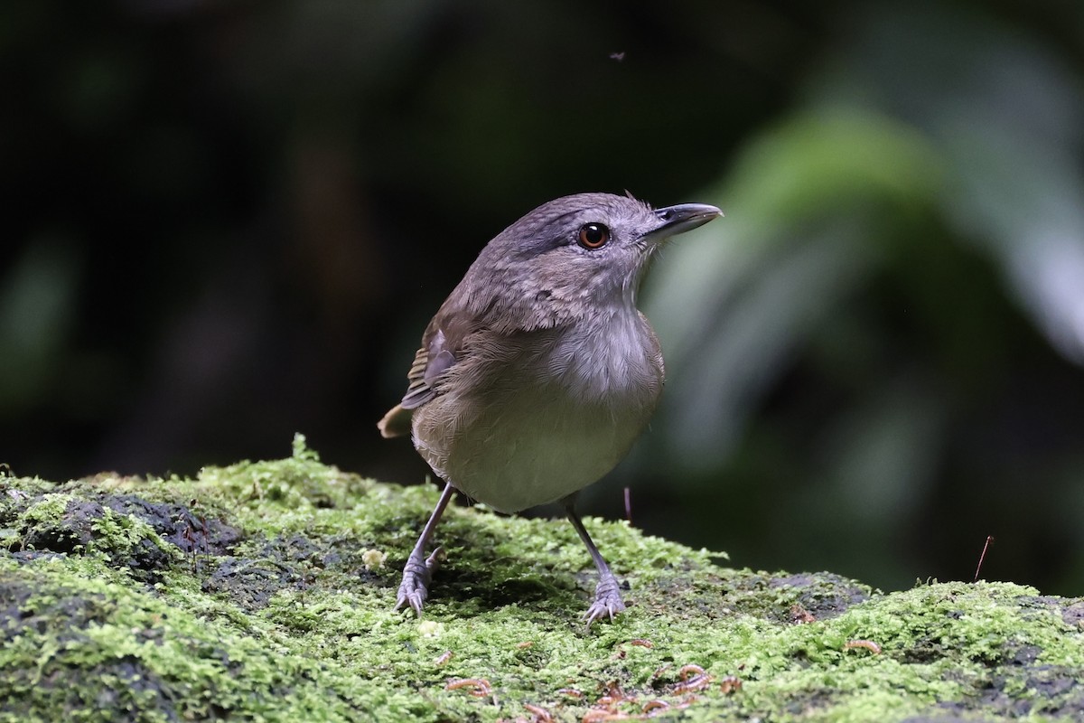 Horsfield's Babbler - ML632346478