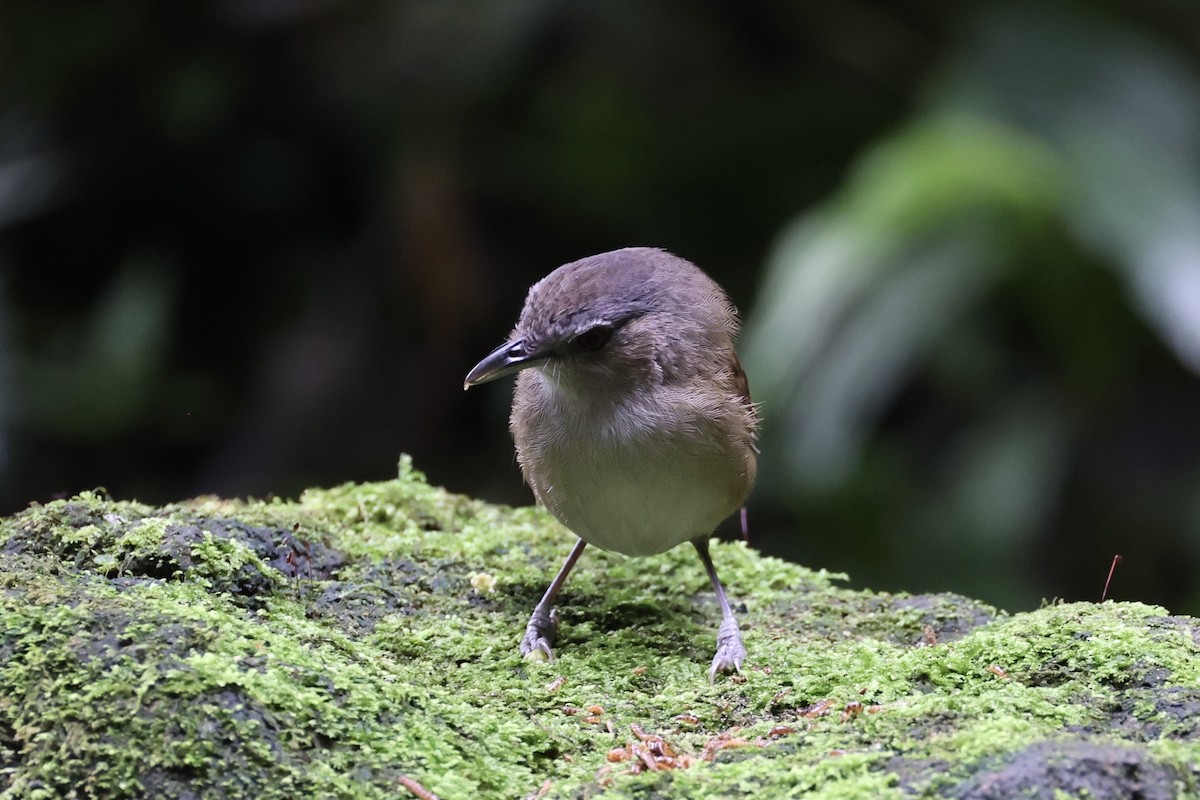 Horsfield's Babbler - ML632346479