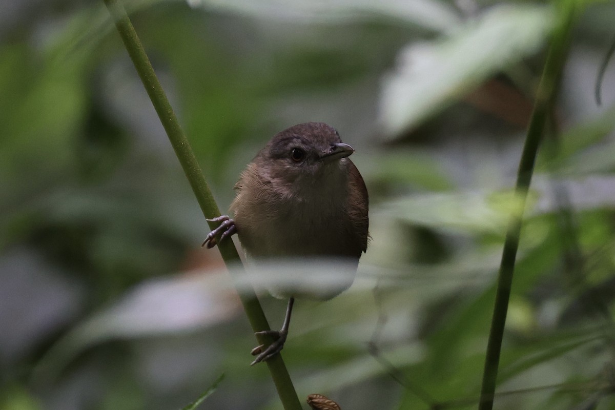 Horsfield's Babbler - ML632346481