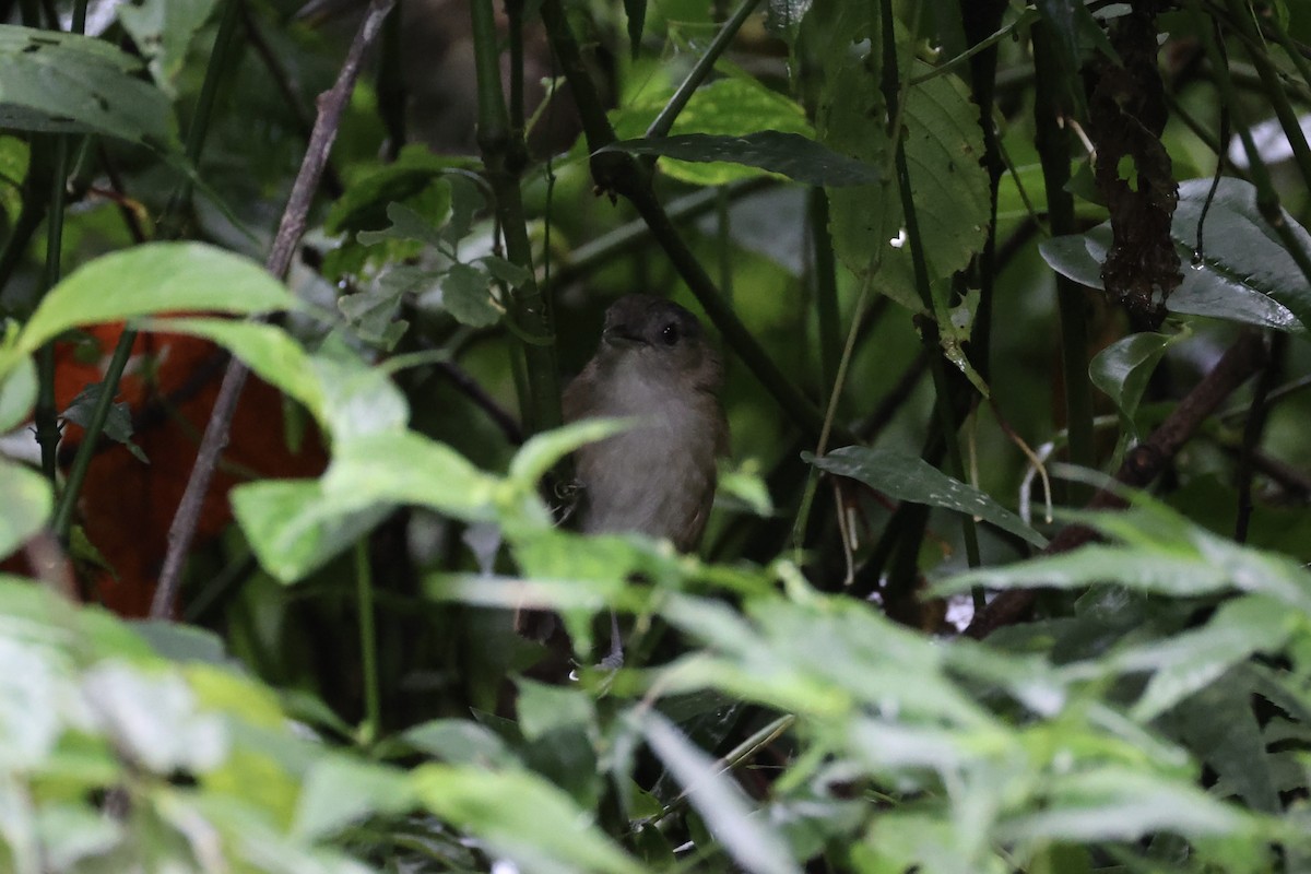 Horsfield's Babbler - ML632346482