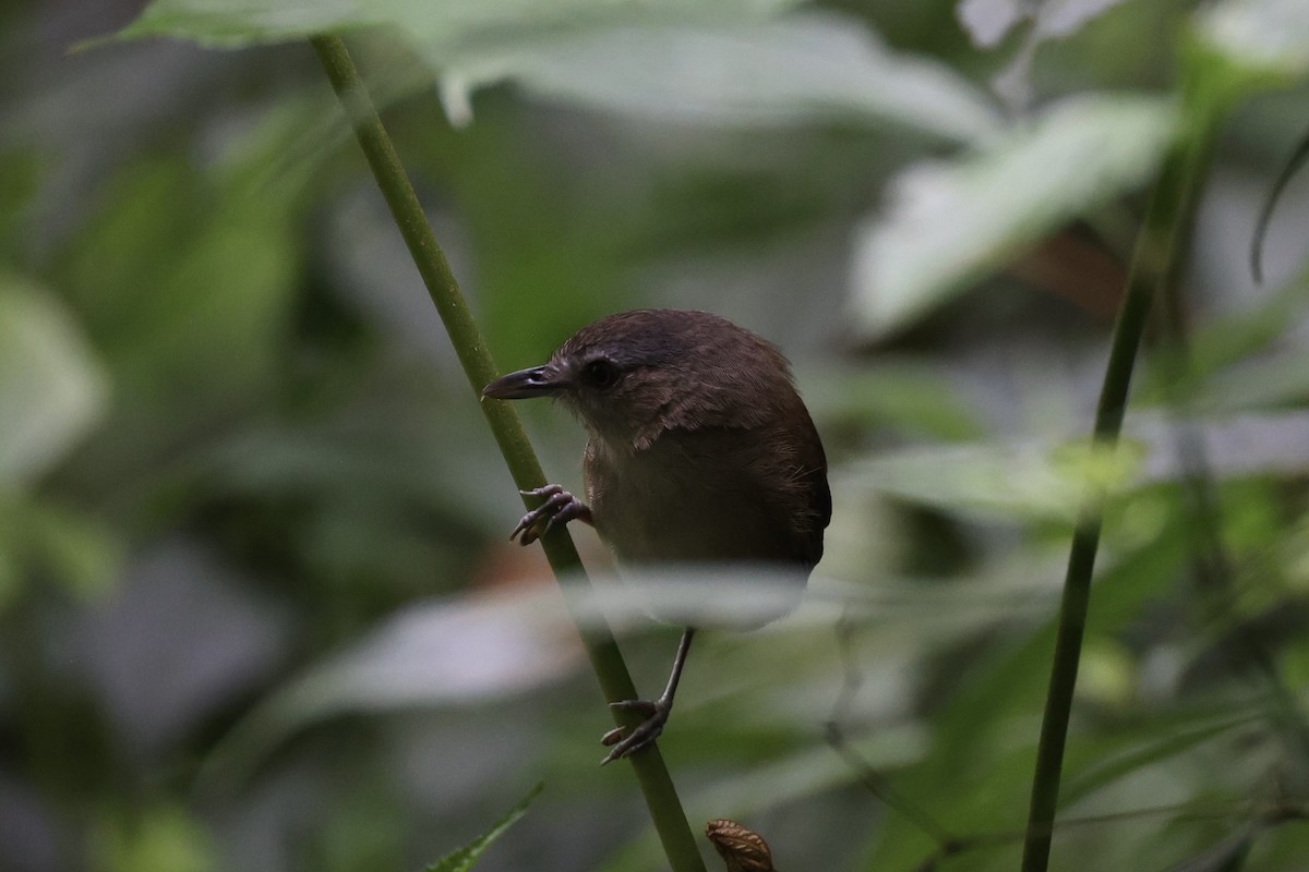 Horsfield's Babbler - ML632346483