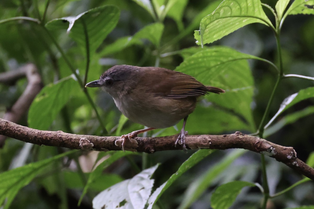Horsfield's Babbler - ML632346484