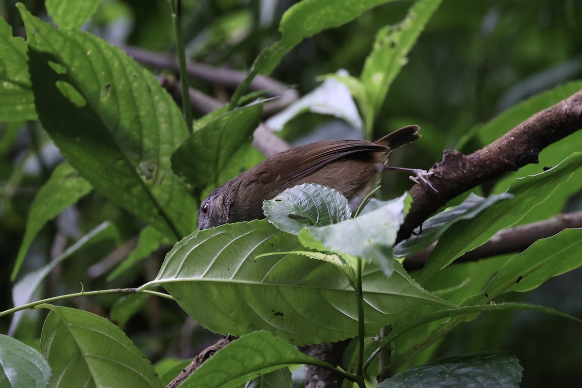 Horsfield's Babbler - ML632346485