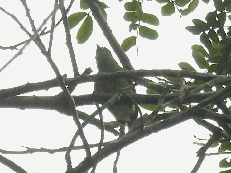 Dwarf Tyrant-Manakin - ML632346487