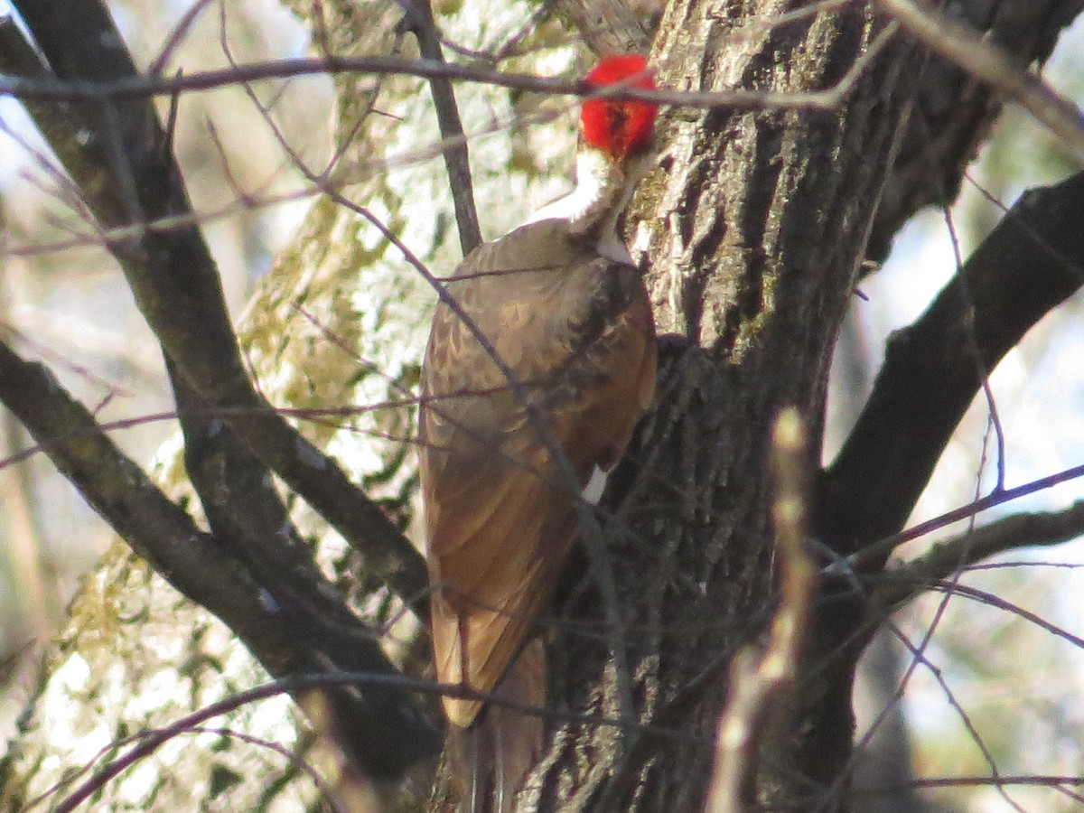 Pileated Woodpecker - ML632346488