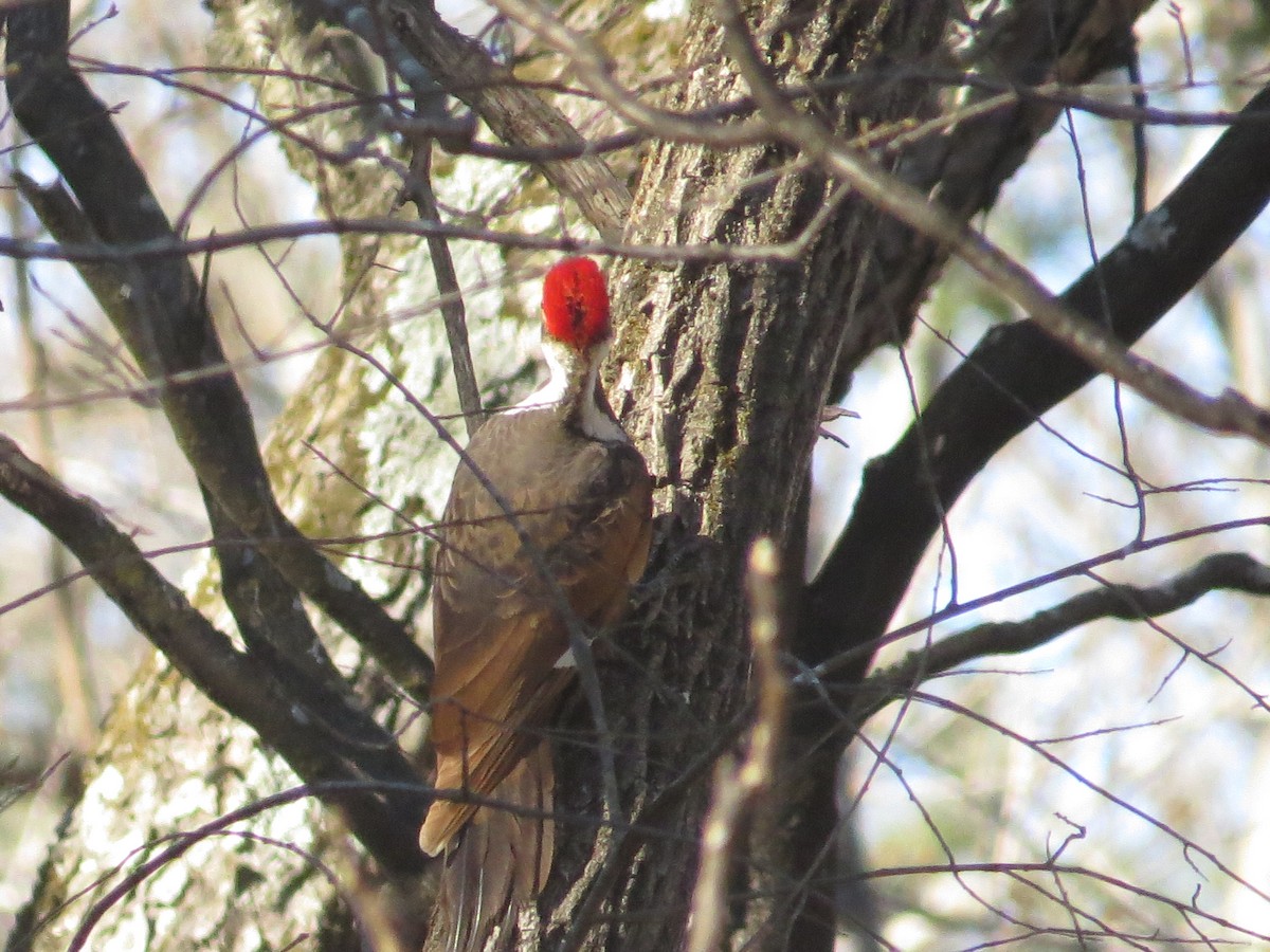Pileated Woodpecker - ML632346489