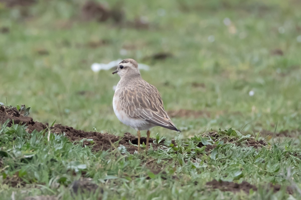 Eurasian Dotterel - ML632346492