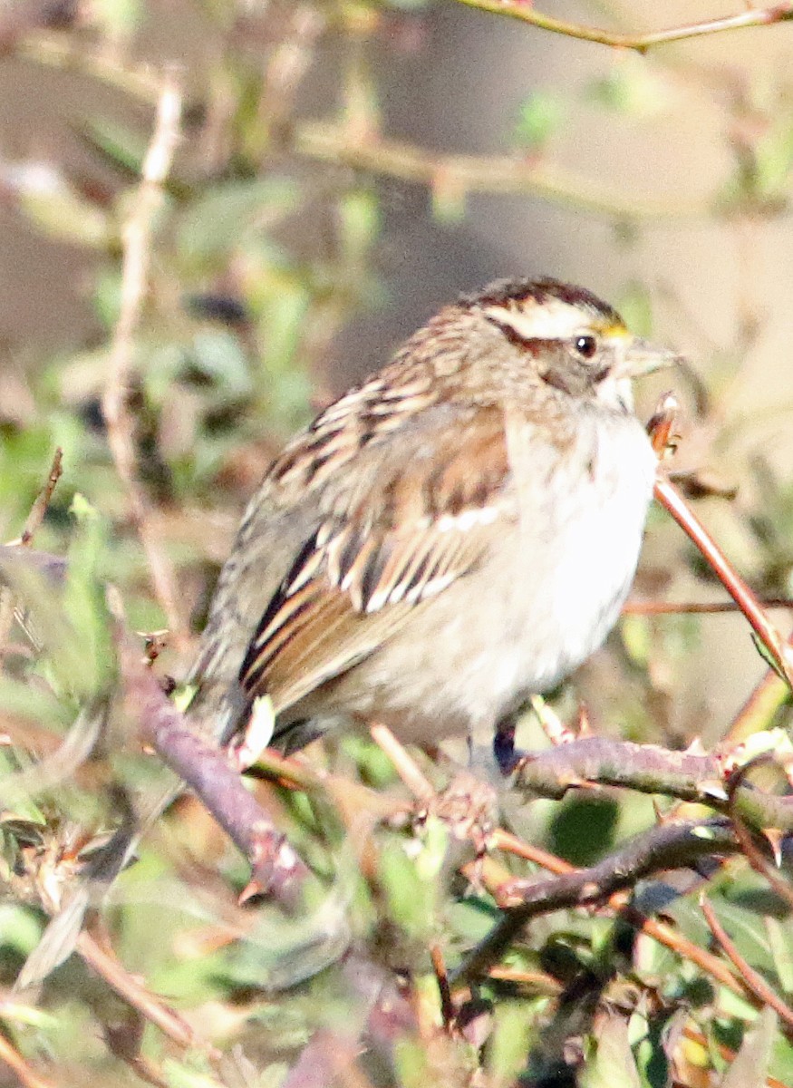 White-throated Sparrow - ML632346494