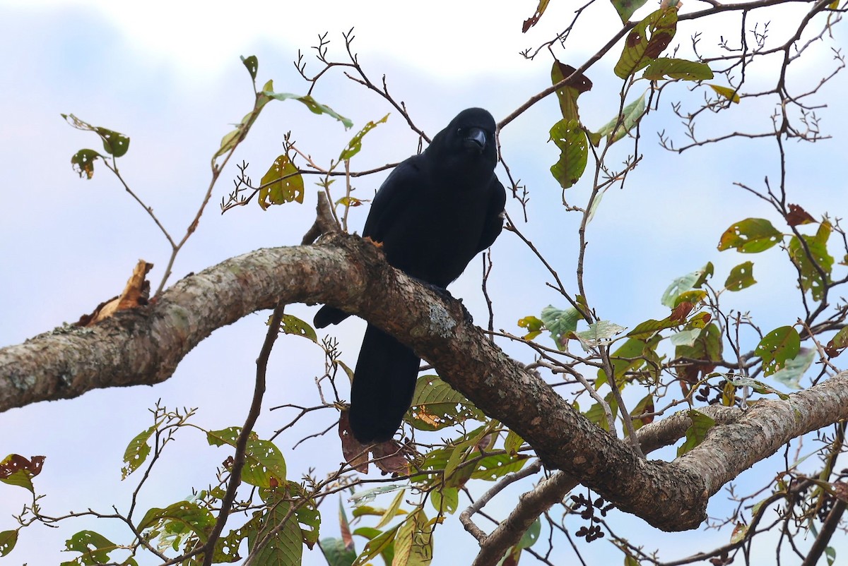 Large-billed Crow - ML632346499