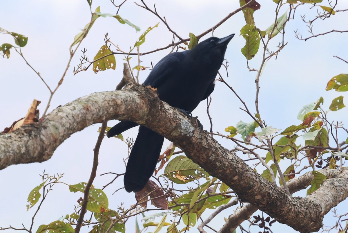 Large-billed Crow - ML632346500