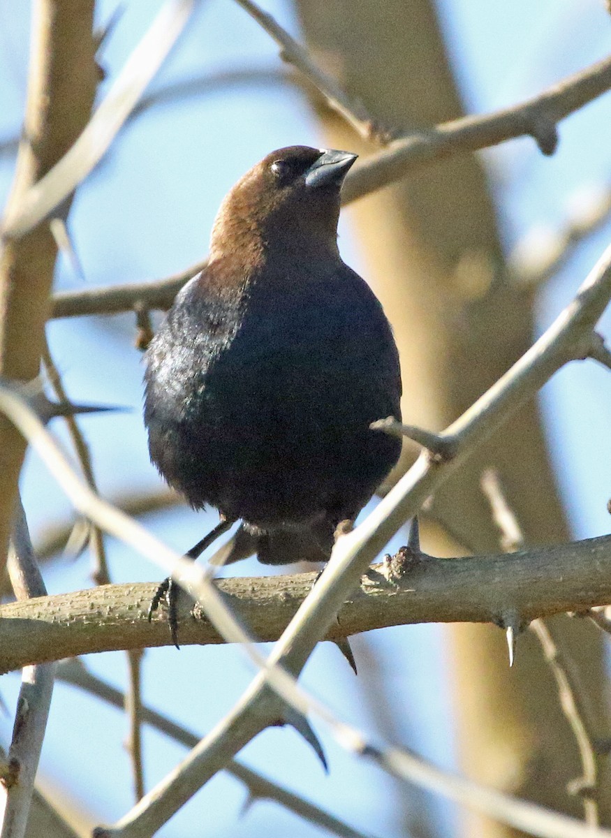 Brown-headed Cowbird - ML632346501