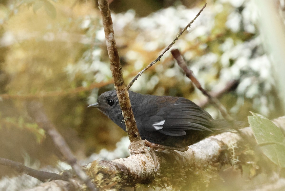 White-winged Tapaculo - ML632346677