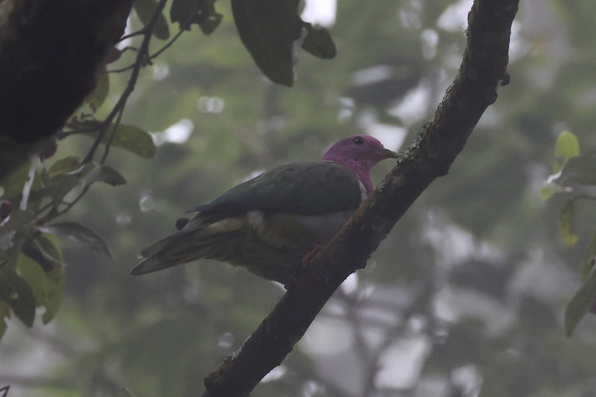 Pink-headed Fruit-Dove - ML632346690