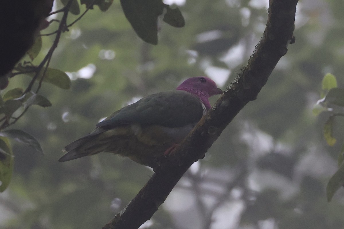 Pink-headed Fruit-Dove - ML632346691