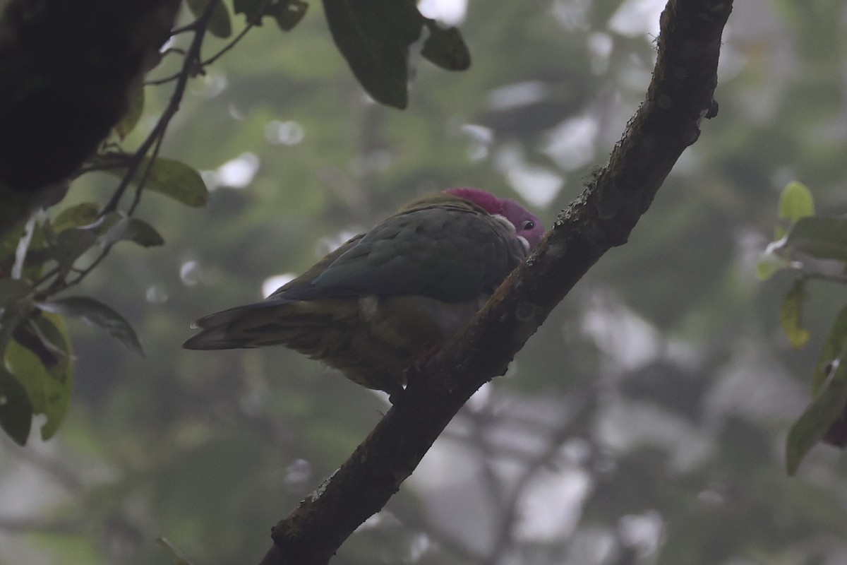 Pink-headed Fruit-Dove - ML632346692