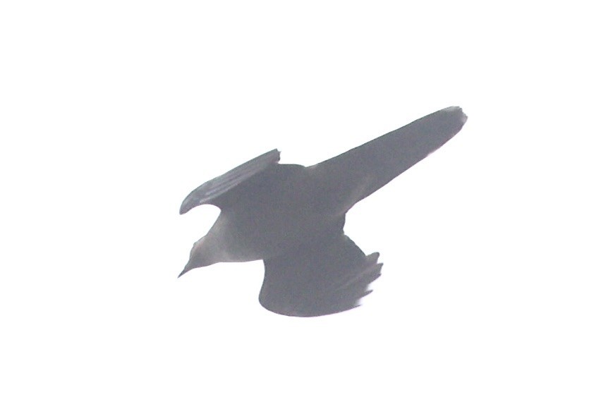 Ruddy Cuckoo-Dove - ML632346700