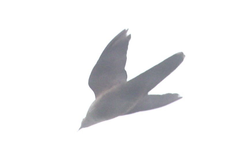 Ruddy Cuckoo-Dove - ML632346701