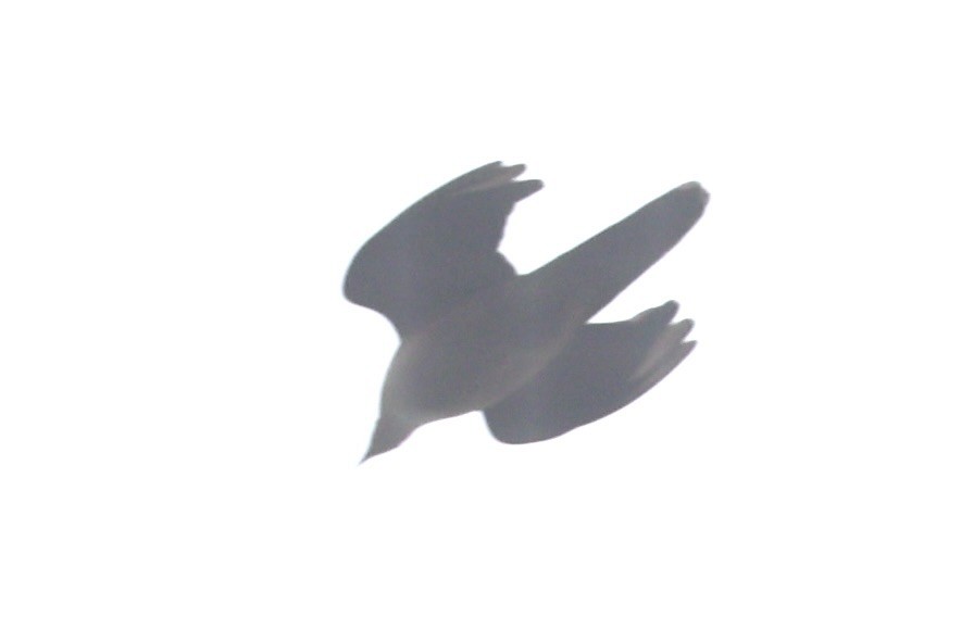 Ruddy Cuckoo-Dove - ML632346703