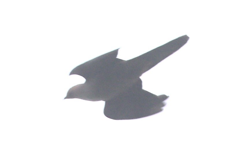 Ruddy Cuckoo-Dove - ML632346704