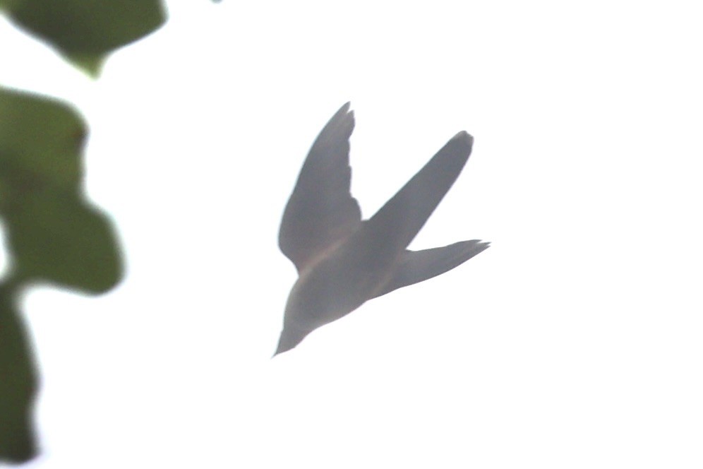 Ruddy Cuckoo-Dove - ML632346705