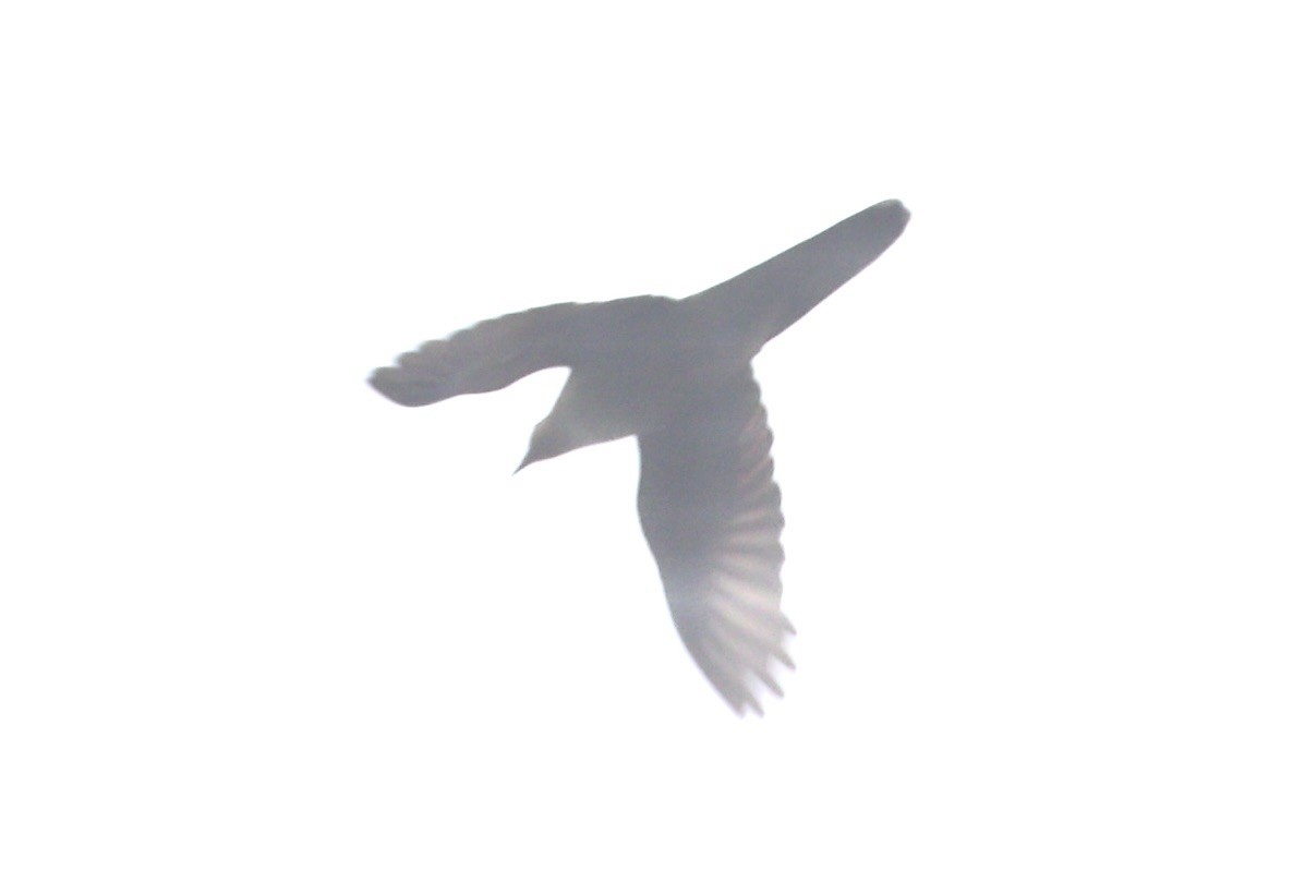 Ruddy Cuckoo-Dove - ML632346706