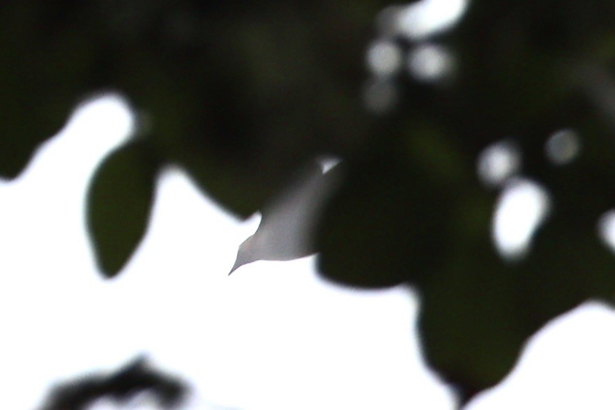 Ruddy Cuckoo-Dove - ML632346707