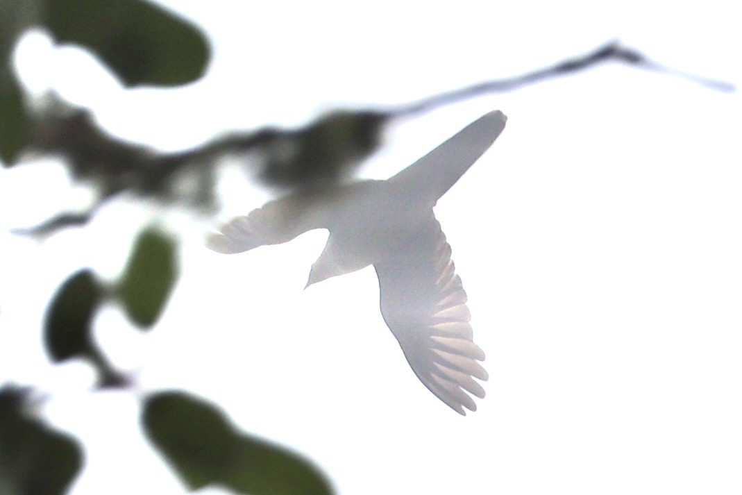 Ruddy Cuckoo-Dove - ML632346708