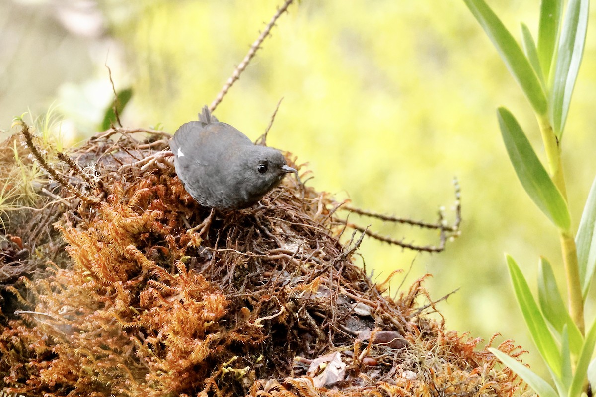 White-winged Tapaculo - ML632346746