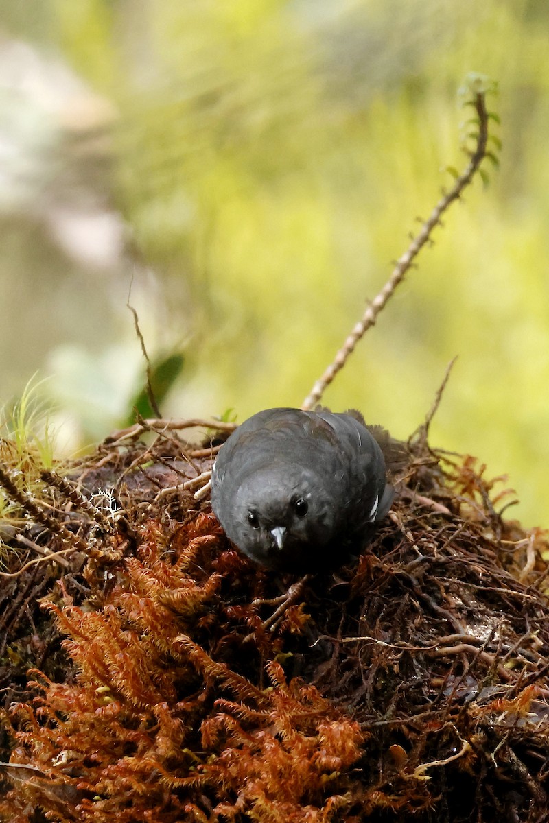 White-winged Tapaculo - ML632346768